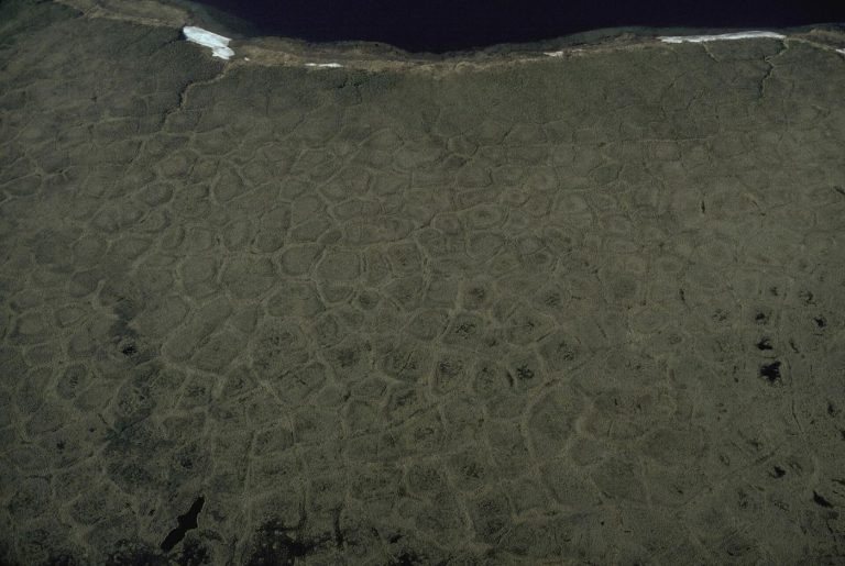 Shrubs Spread Across Warming Tundra and Reshape the Landscape open arctic tundra terrain with low shrubs and thaw ponds