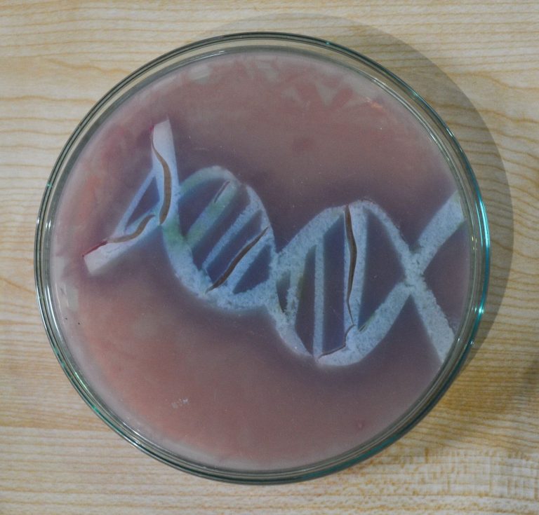 Phage Therapy Trials Offer Hope Against Resistant Infections Laboratory research with petri dishes